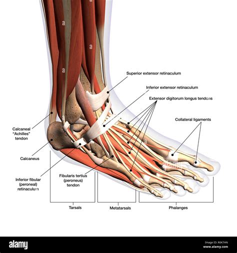 Anatomy Of Human Foot With Labels Stock Photo Alamy