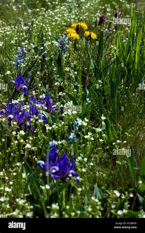 Glade Of Flowers Stock Photo Alamy