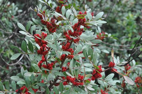 Mastic Bush Pistacia Lentiscus Wild Flowers Of Andalucía