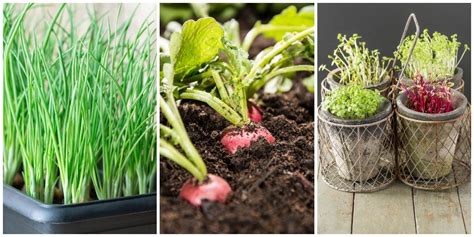 Indoor Vegetable Garden Ideas How To Grow Vegetables Indoors