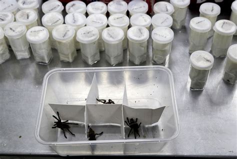 Creepy Cargo Philippines Seizes 757 Tarantulas In T Wrapped Boxes From Poland