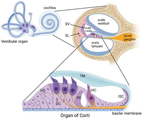 Ijms Free Full Text Purinergic Signalling In The Cochlea