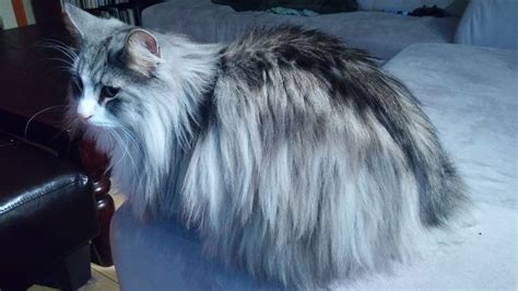 Odin Silver Tabby With White Norwegian Forest Cat