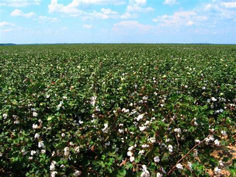 Cotton On Track For Second Highest Production Year Grain Central