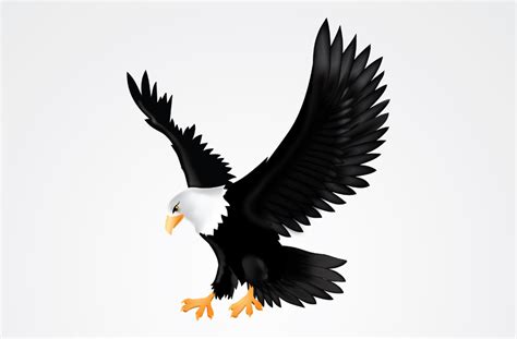 Download now mengungkap perbedaan burung rajawali dan elang youtube. Gambar Siluet Burung Rajawali - Gambar Burung