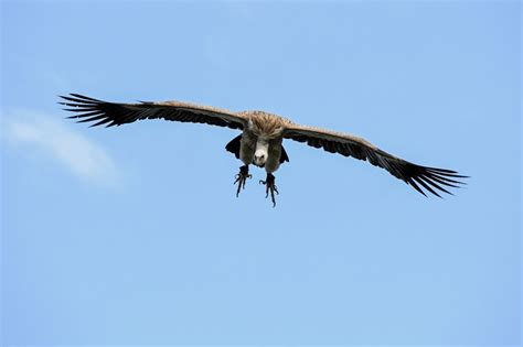 Bird Mid Air Animal Spread Wings Brown No People Eagle Scavenger