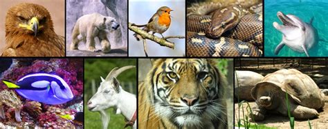 Conoce Las Diferentes Especies De Animales Que Existen