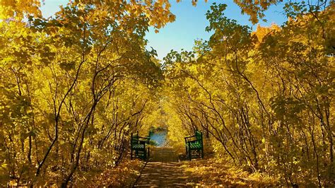 autumn park benches autumn nature fall parks trees leaves benches hd wallpaper peakpx