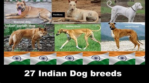 Indian Dog Breeds A To Z Youtube