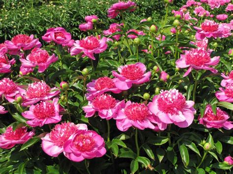 Growing Peonies How To Plant And Grow The Peony Flower