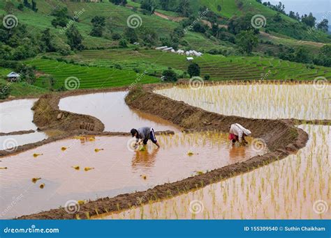Farmers Are Planting Rice In The Farm Working In Mountains Editorial