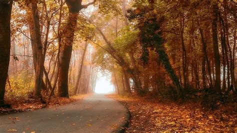 Nature Landscape Fall Forest Road Mist Daylight Leaves Trees Wallpaper