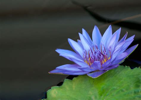 Meaning Of Lotus Flower In Egyptian Art Best Flower Site