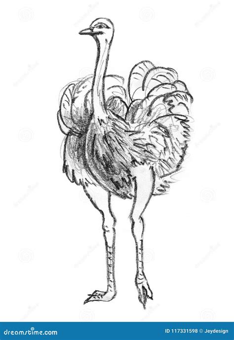 Ostrich Pen And Ink Drawing Royalty Free Illustration 15150852
