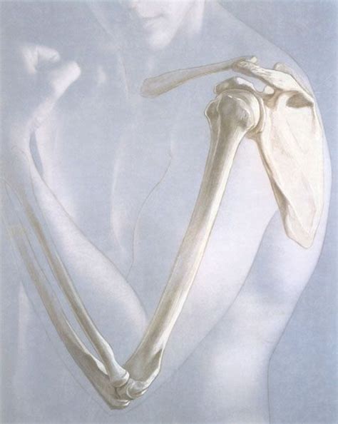 Terry Dresbach Human Anatomy Art Skeleton Anatomy Anatomy Bones