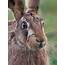 Brown Hare Portrait Photograph By Hedley Wright
