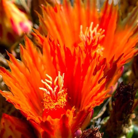 Christmas cactuses do bloom every year usually about christmas. Fishhook Barrel Cactus Bloom | Tucson | Arizona | Photo ...