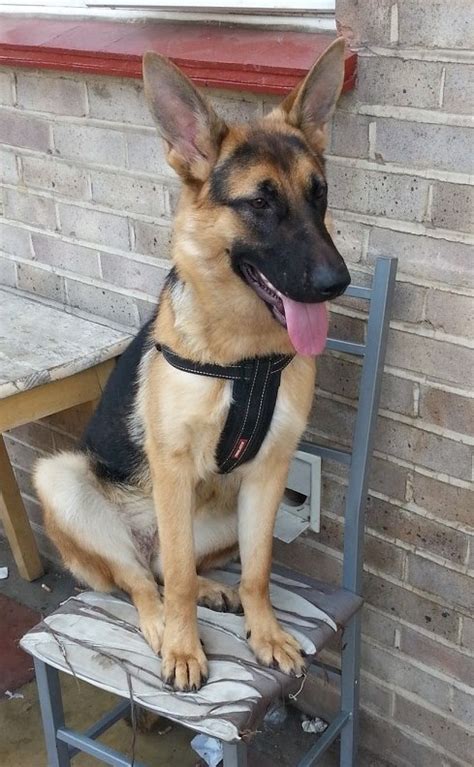Shadow 9 Month Old Female German Shepherd Dog Available For Adoption