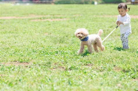 〈愛犬のお散歩〉犬種別の運動量とは？老犬の運動はどうする？季節・暮らしの話題 2019年05月14日 日本気象協会 Tenkijp