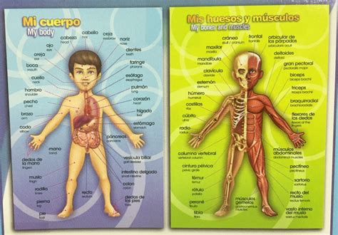 Comprar Mi Cuerpo Rompecabezas Anatomía Humana Ingles Y Español
