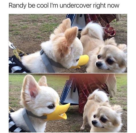 30 Doggo Memes That Will Leave You Feeling Warm And Fuzzy Funny Dog