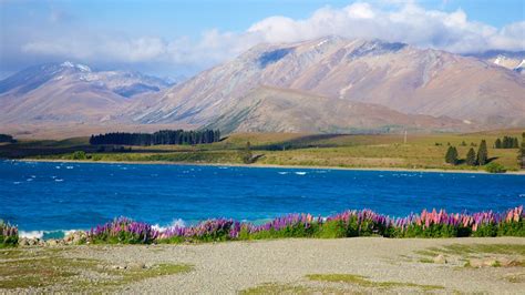 Trips To Lake Tekapo New Zealand Find Travel Information