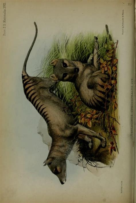 Thylacine Or Tasmanian Wolf Proceedings Of The Zoological Society Of