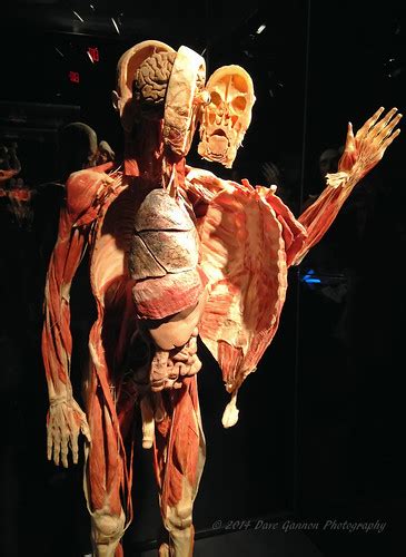 That means that while you get 10% off, you lose $5 in savings. Body Worlds Vital | Faneuil Hall Boston, MA March 14, 2014 ...