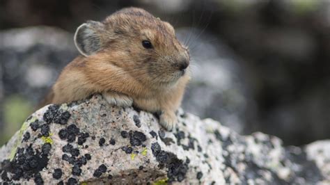 The Lifecycle And Longevtiy Of A Pika Youtube