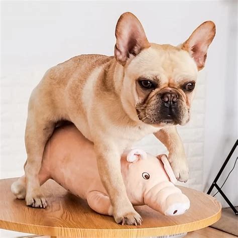 Buy Xyq Dog Ing Estrus Toy Estrus Male Sex Vent Plush Poodle Dog Play