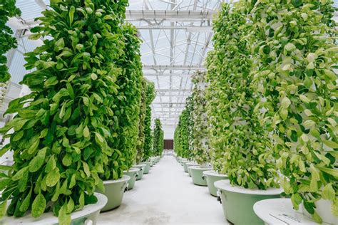 Everything To Know About Vertical Farming And How You Can Do It At Home