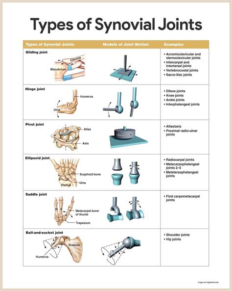 Synovial Joints Skeletal System Anatomy And Physiology For Nurses