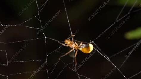 insect caught in a spider web stock video clip k006 6461 science photo library