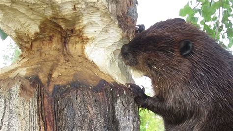 Amazing Video Of A Beaver Chewing A Large Tree Trunk Youtube