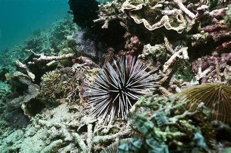 Banded Sea Urchin On A Reef Photograph By Georgette Douwma Pixels