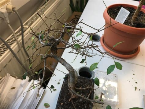 Chinese Elm Bonsai In Dire Need