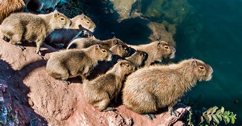 5 Zoos With Capybaras To See Them Up Close Scenic States