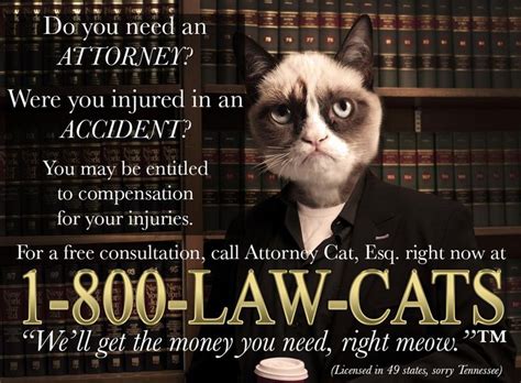 Need An Attorney Call 1 800 Law Cats Grumpy Cat Grumpy Cat Meme