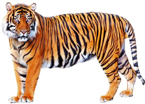 Tiger Images Png Transparent Background Free Download 39175