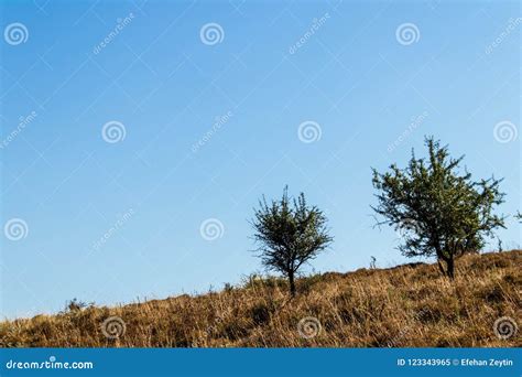 Two Trees With Clean Sky As Background Stock Image Image Of Farm