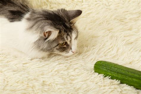 Why Are Cats Scared Of Cucumbers And Other Curiousities