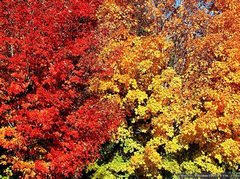 69 Fall Colors Background Wallpapersafari