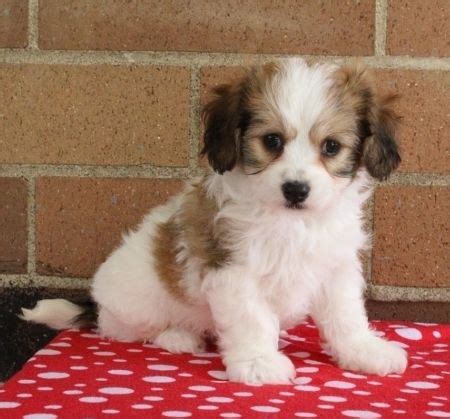 Meet 'mason', our mesmerizing male cavachon designer puppy for sale in san diego, ca!! Cavachon Puppies For Sale | Panama City, FL #270590