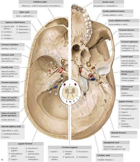 16 Skull Base And Cranial Nerves Radiology Key