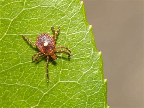 Meat Allergy Cases Linked To Tick Bites Growing In Ri Cdc Says