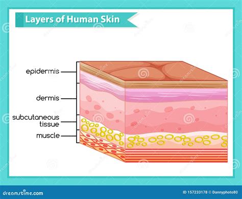 Scientific Medical Illustration Of Human Skin Layers Stock Vector