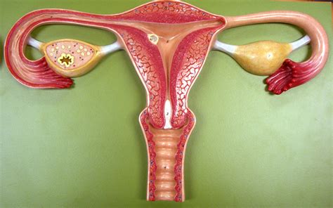 Female Reproductive Organ Side View