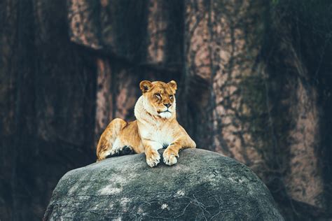 Lion Sitting On Rock 4k Wallpaperhd Animals Wallpapers4k Wallpapers