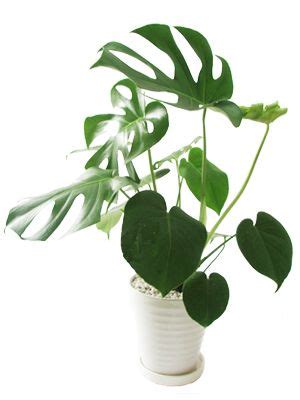 Afrikaans čeština dansk deutsch ελληνικά english english (uk) español (españa) español suomi français bahasa indonesia italiano 日本語 한국어 bahasa melayu norsk nederlands polski português (brasil) português (portugal) русский svenska ภาษาไทย filipino türkçe 中文(简体) 中文(台灣) বাংলা. 風水アドバイザーがご提案の金運アップの観葉植物の種類と ...