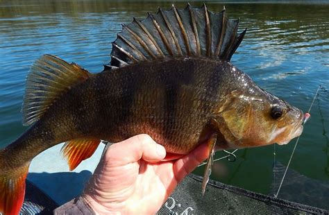 Perch Fishing In Ireland Specimen Perch Freshwater Identification